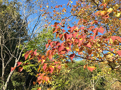 森林植物園8(ブログ用).jpg