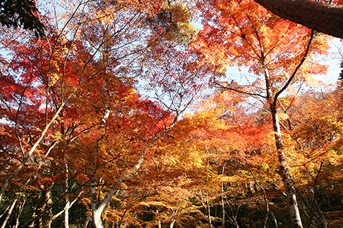 20161118瑞宝寺公園.jpg