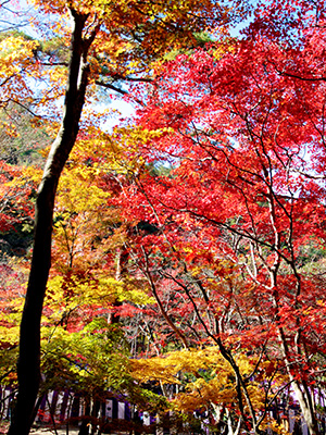 瑞宝寺公園141116-2.jpg