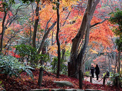 瑞宝寺公園141128.jpg