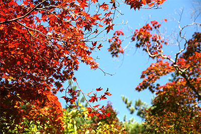 瑞宝寺＿青空と紅葉.jpg