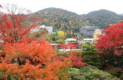 老松＋遠くの山.jpg