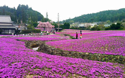 花のじゅうたん.jpg