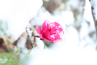 雪の中の山茶花.jpg