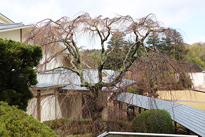 0316館内桜(ブログ用).jpg