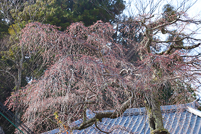 0321有馬町内桜2(ブログ用).jpg