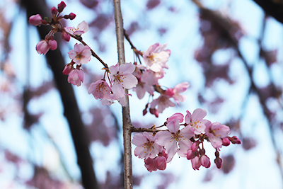 0321有馬町内桜4(ブログ用).jpg