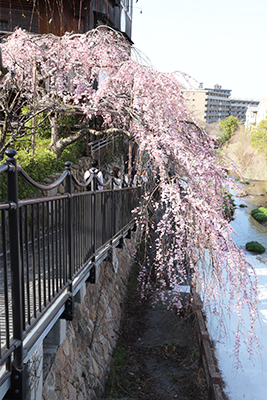 0321有馬町内桜5(ブログ用).jpg