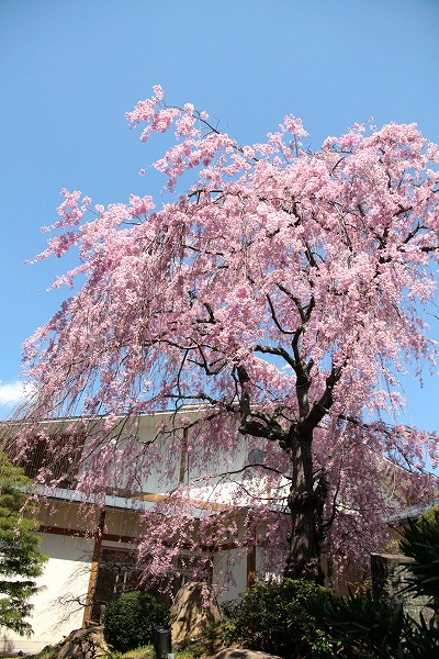 130409-八重紅枝垂桜.jpg