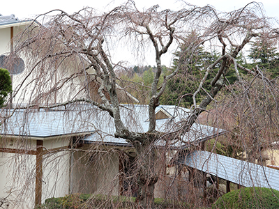 190323-9階桜.jpg