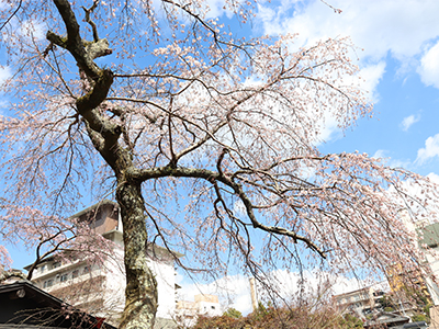 190403善福寺.jpg