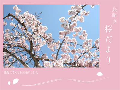 20110406桜.jpg