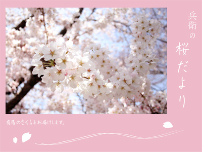 20110410桜.jpg