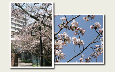 20120412有馬川裏手.jpg