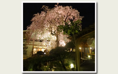 20120421夜桜.jpg