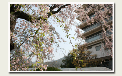 20120424lastsakura.jpg