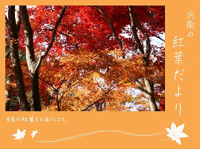 兵衛の紅葉だより 7通目.jpg