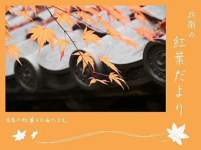 20121128善福寺紅葉.jpg