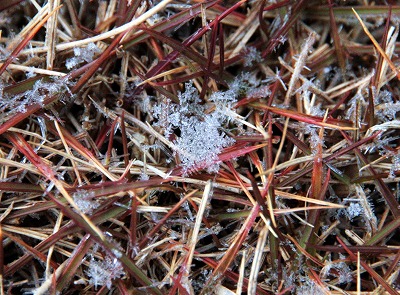 20130104雪の結晶.jpg