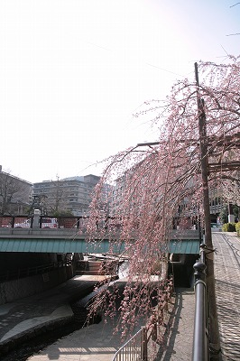 20130324-さくらだより吉高屋さんと太閤橋.jpg