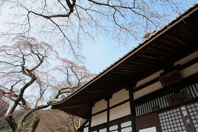 20130324-さくらだより善福寺.jpg