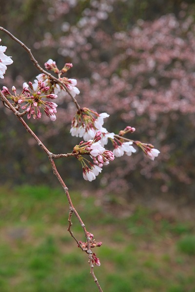 20130331ソメイヨシノ咲き始め.jpg