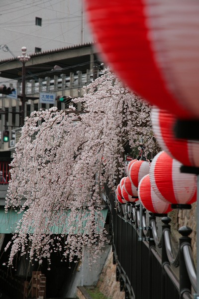 20130331枝垂れ桜.jpg