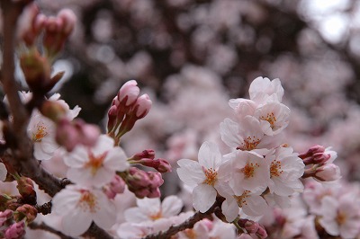 20130403?湯泉神社の桜.jpg