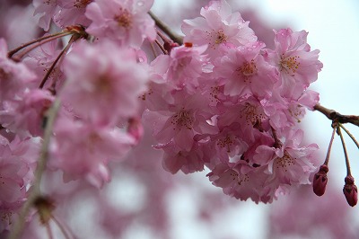 20130406-枝垂桜.jpg