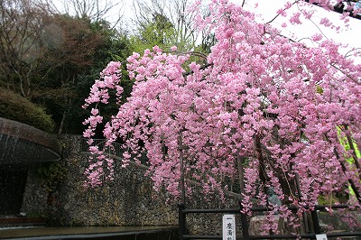 20130406-秀吉様と桜.jpg