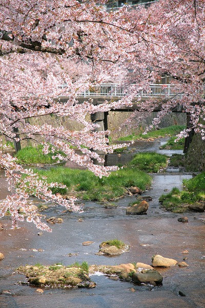 20130411-桜舞う有馬川.jpg