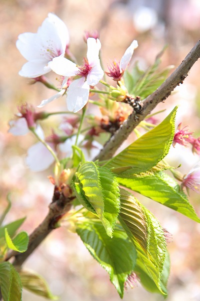 20130415-葉桜.jpg