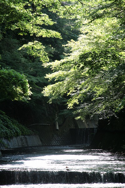 20130629緑美しい有馬川.jpg