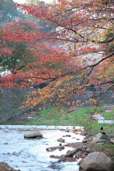 20131107太閤橋の下から有馬川.jpg