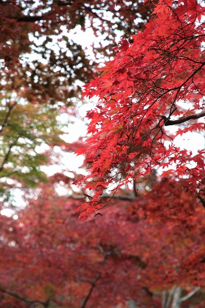 20131108-瑞宝寺公園真っ赤なモミジ.jpg