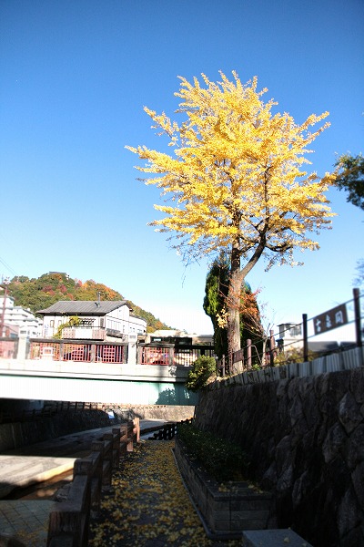 20131118-太閤橋の銀杏.jpg