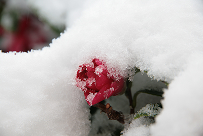 20140208雪化粧花.jpg