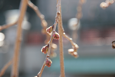 20140322-吉?屋さんの枝垂桜-ブログ.jpg