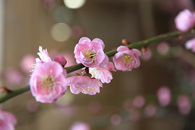 20140324-玄関の梅の花アップ-ブログ用.jpg