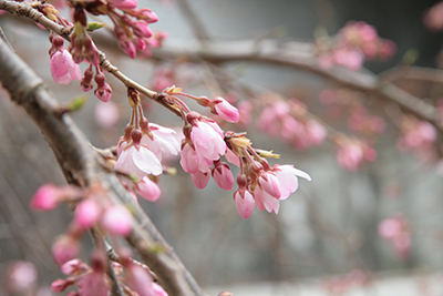 20140329-吉高屋さんの枝垂れ桜b.jpg