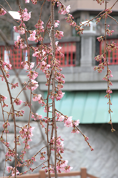 20140329-枝垂れ桜と太閤橋b.jpg