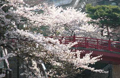 20140408-ねね橋と桜2ブログ用.jpg