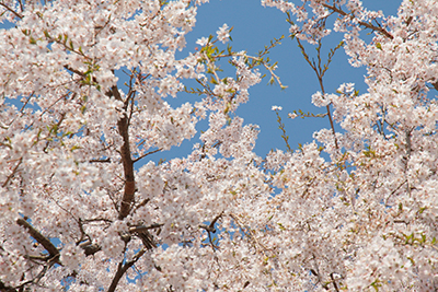 20140408-枝垂桜ブログ用.jpg