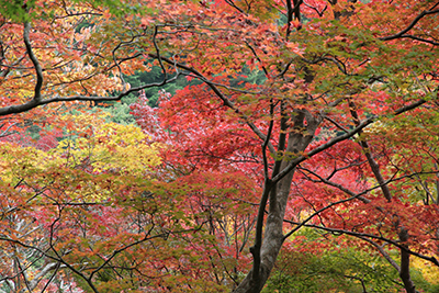 20141108瑞宝寺公園.jpg