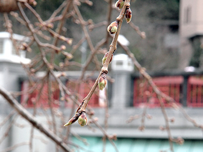 20150318桜.jpg