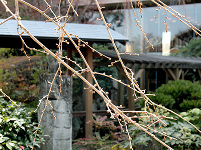 20150321三の湯桜つぼみ1.jpg