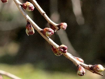 20150321三の湯桜つぼみ2.jpg