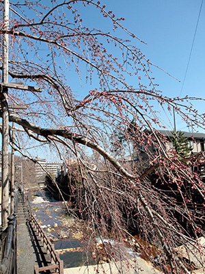 20150326吉高屋桜1.jpg