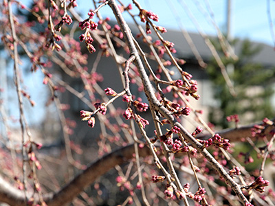 20150326吉高屋桜2.jpg