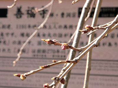 20150326善福寺桜.jpg